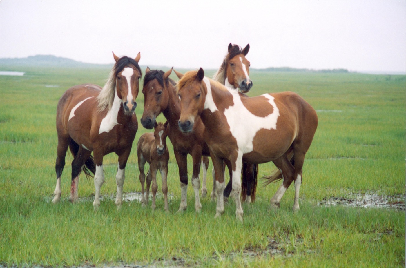 What to See at Assateague Island