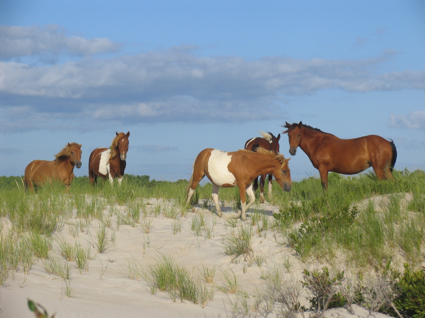 What to See at Assateague Island