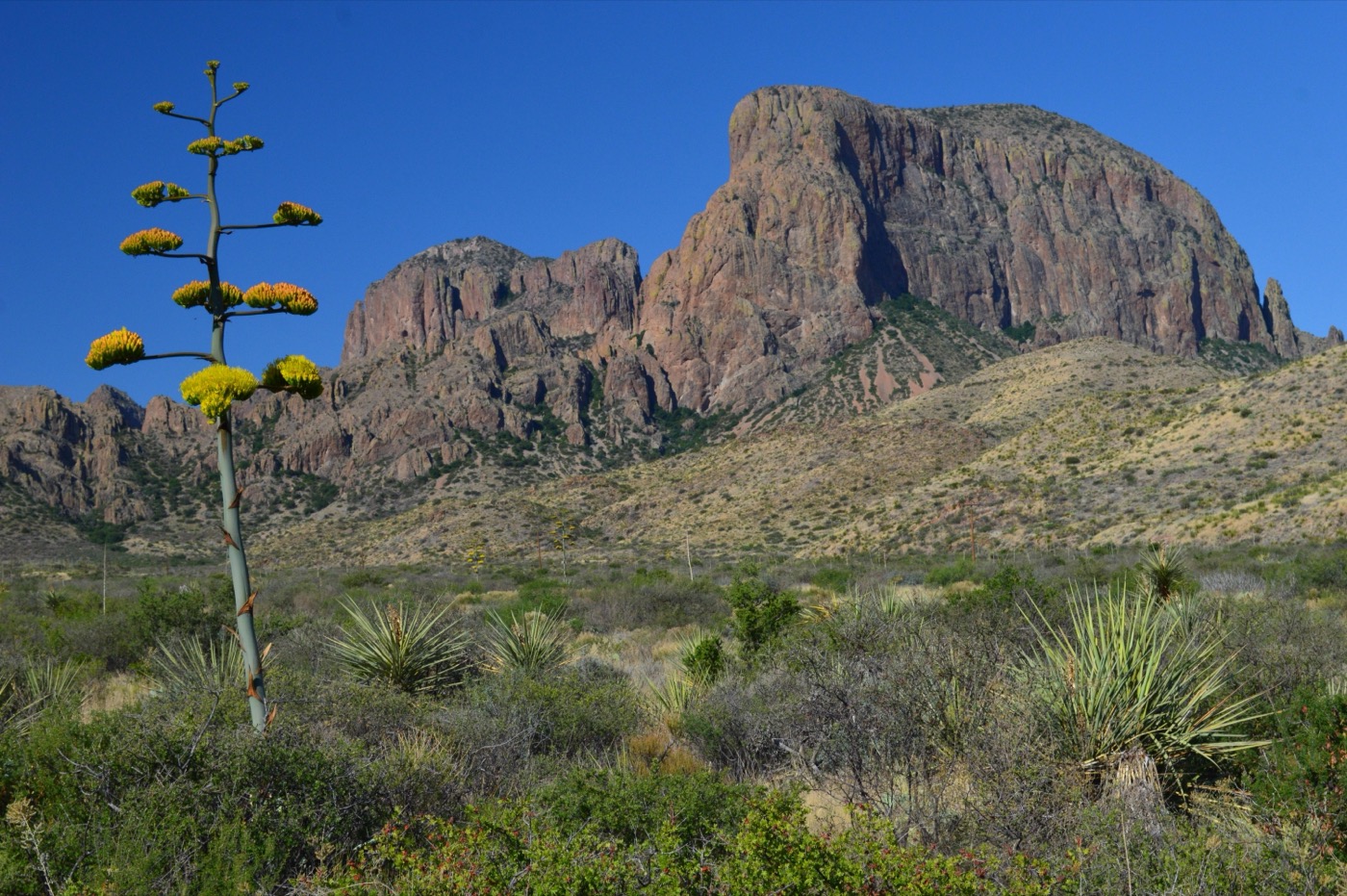 Is Big Bend Dog-Friendly?
