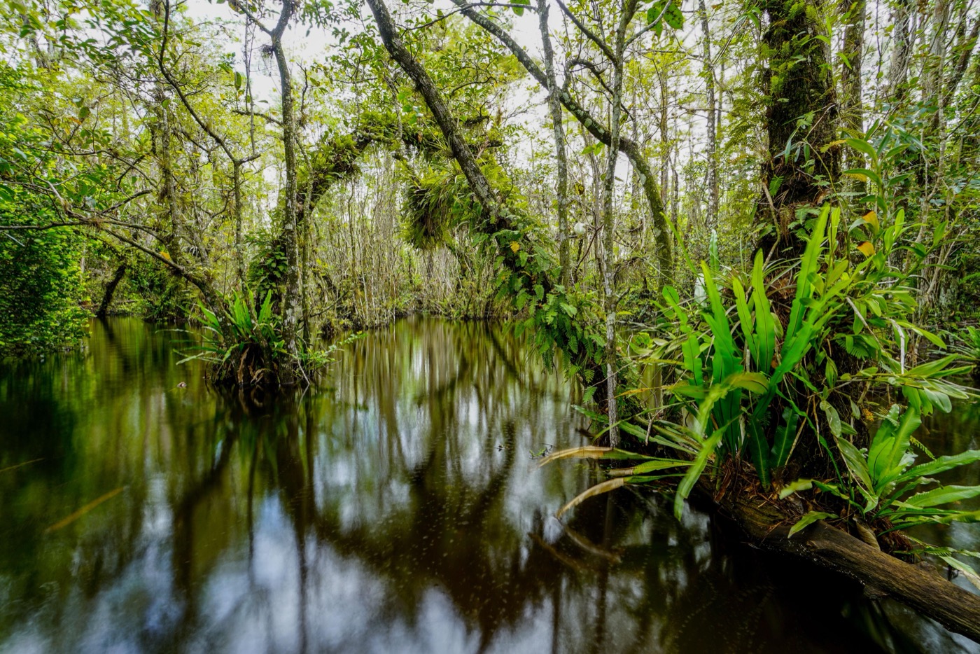 What to See at Big Cypress National Preserve