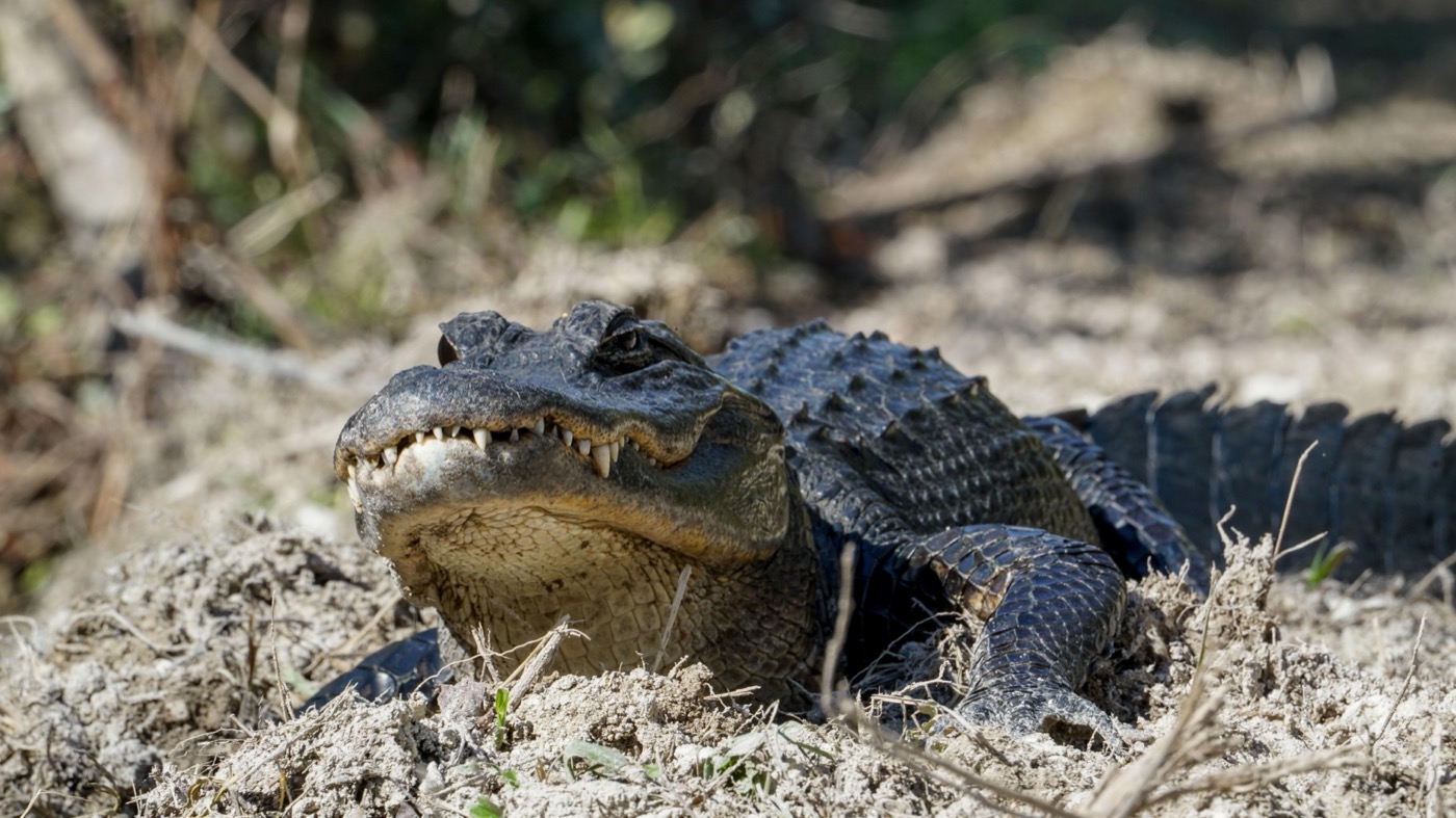 What to See at Big Cypress National Preserve
