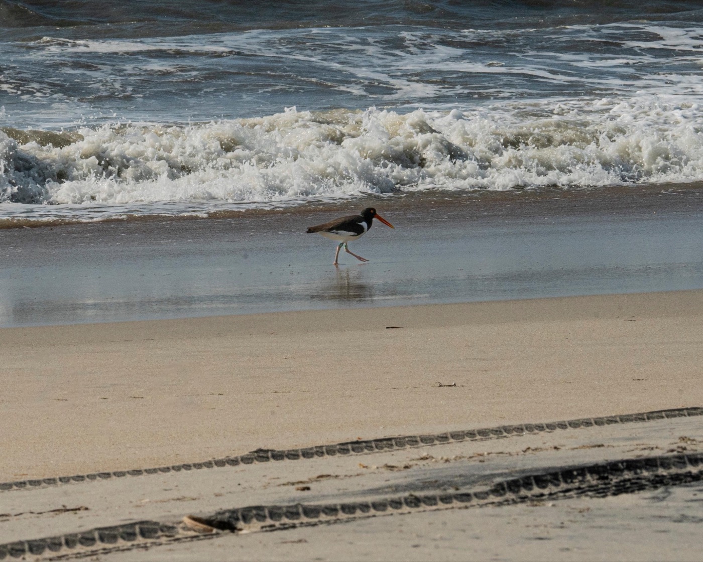 What to See at Cape Lookout National Seashore