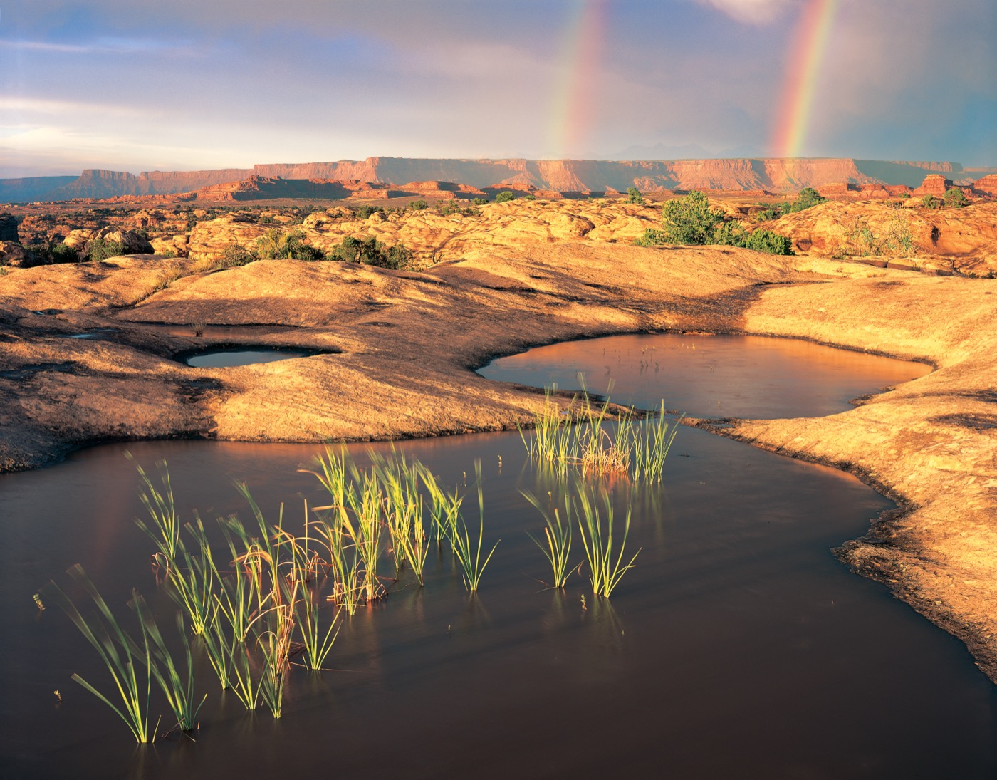 Is Canyonlands Dog-Friendly?