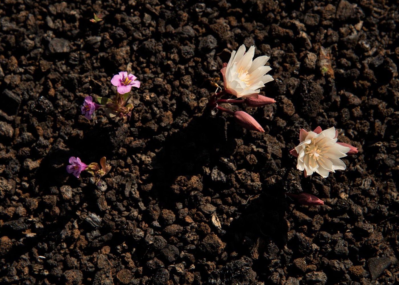 What to See at Craters of the Moon