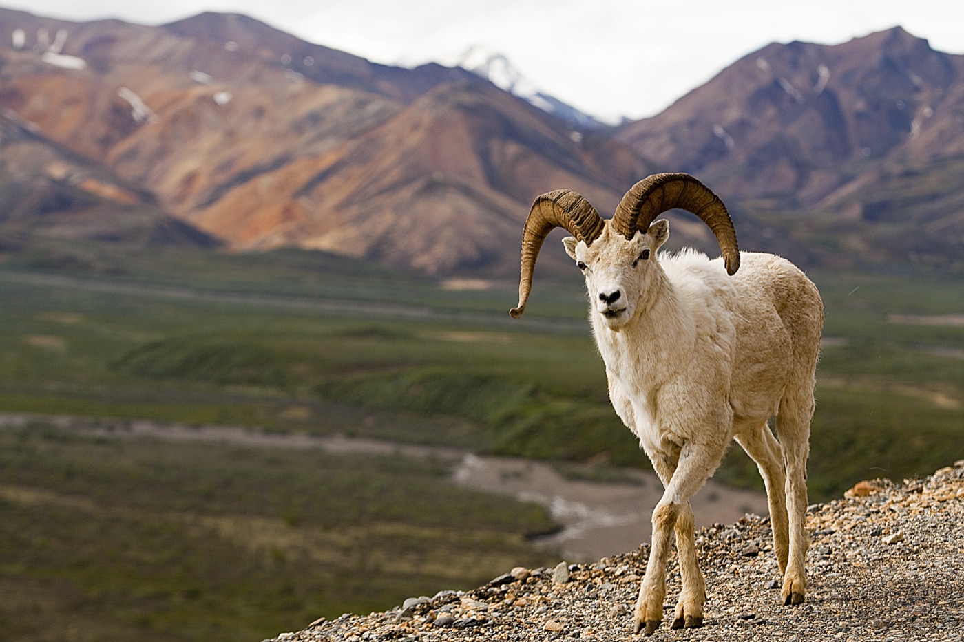 A First-Timer's Guide to Denali