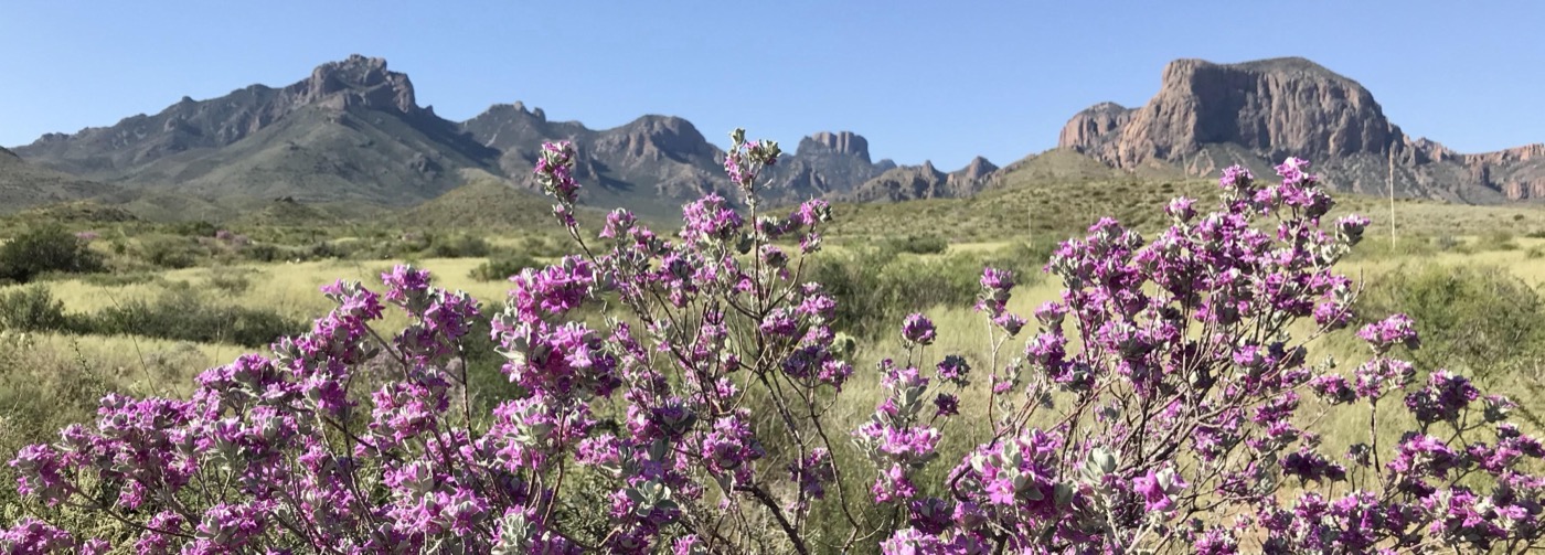 A First-Timer's Guide to Big Bend