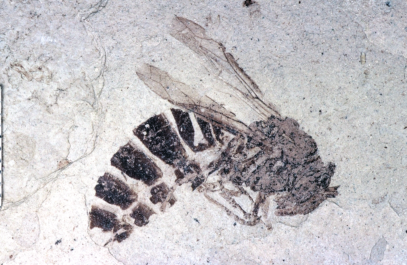 Is Florissant Fossil Beds Worth Visiting?