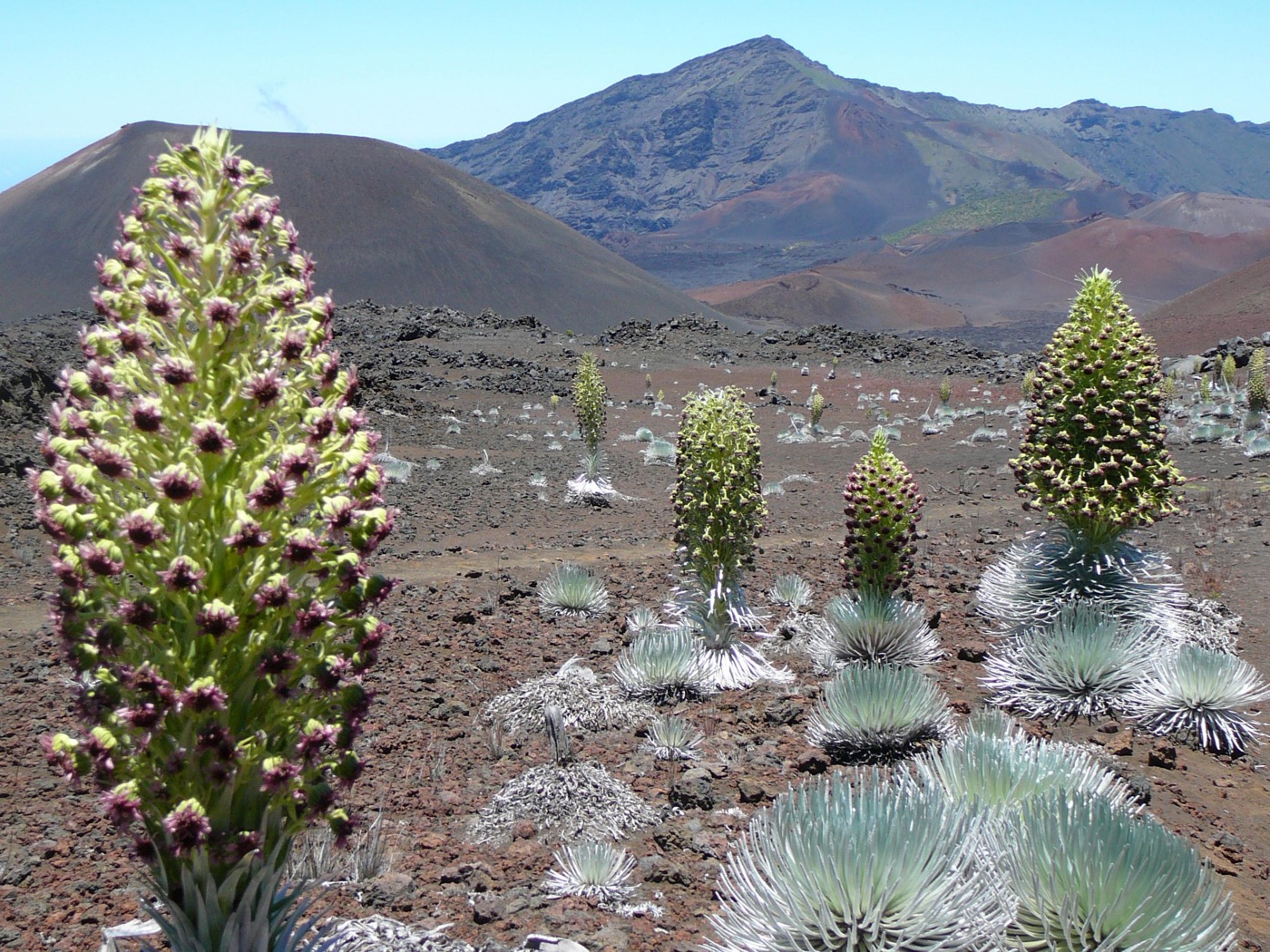 A First-Timer's Guide to Haleakala