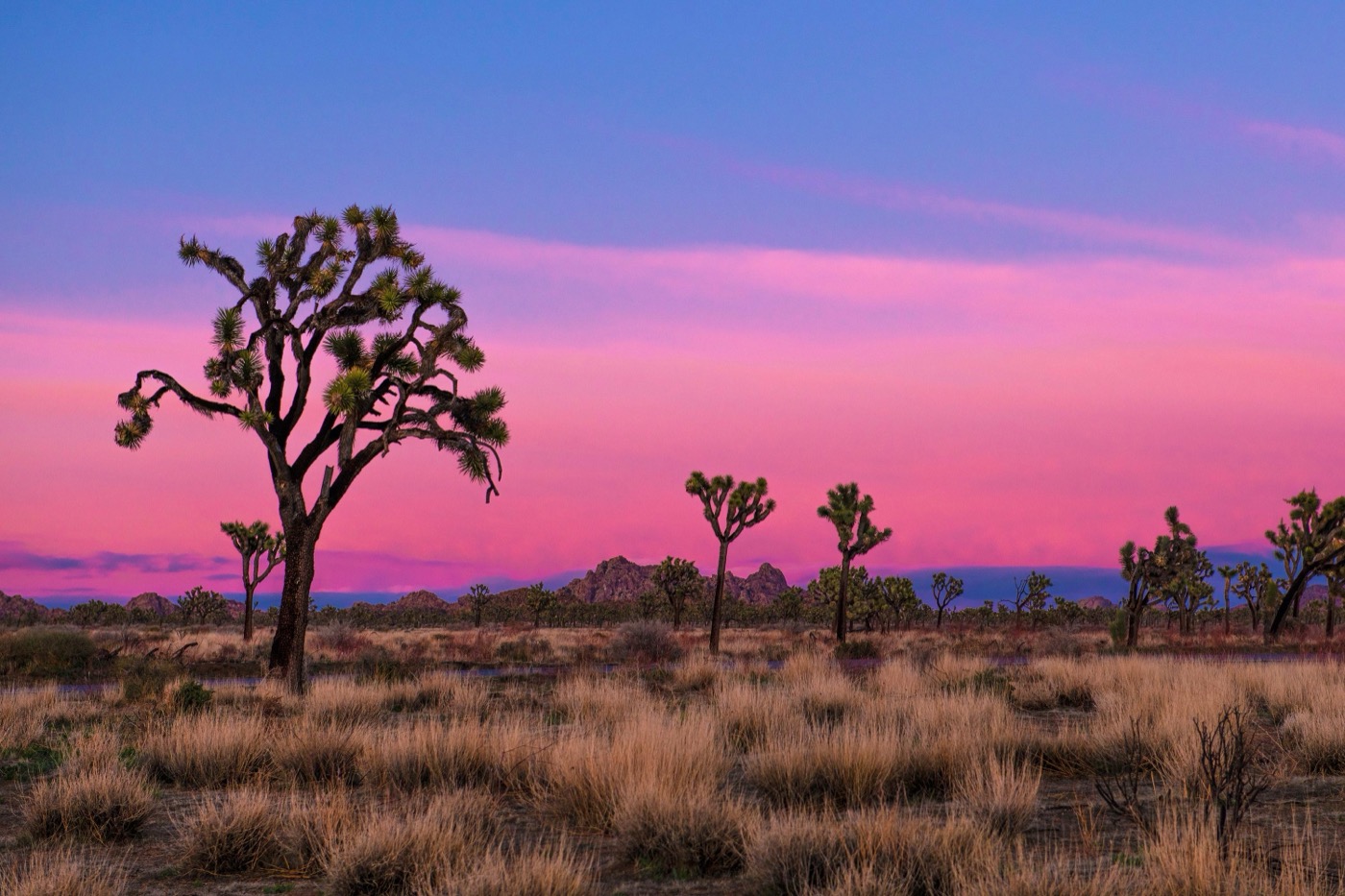 Is Joshua Tree Dog-Friendly?
