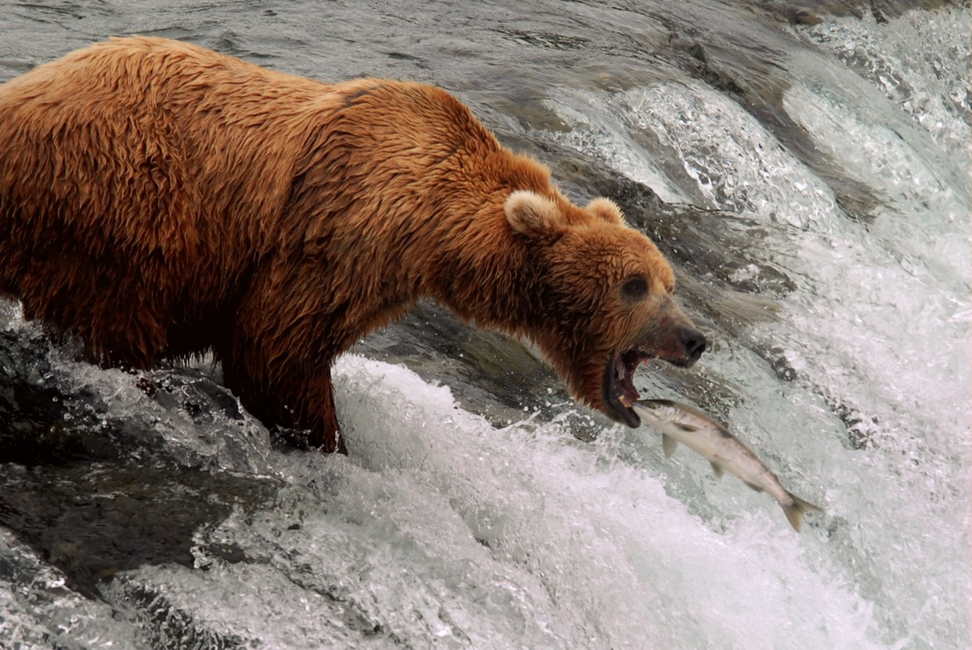 Is Katmai National Park Worth Visiting?