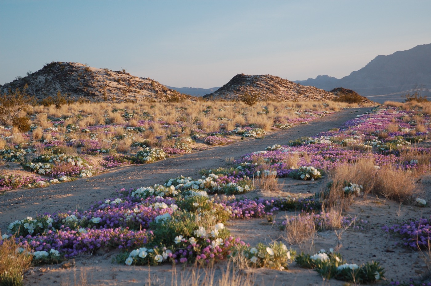 What to See at Mojave National Preserve