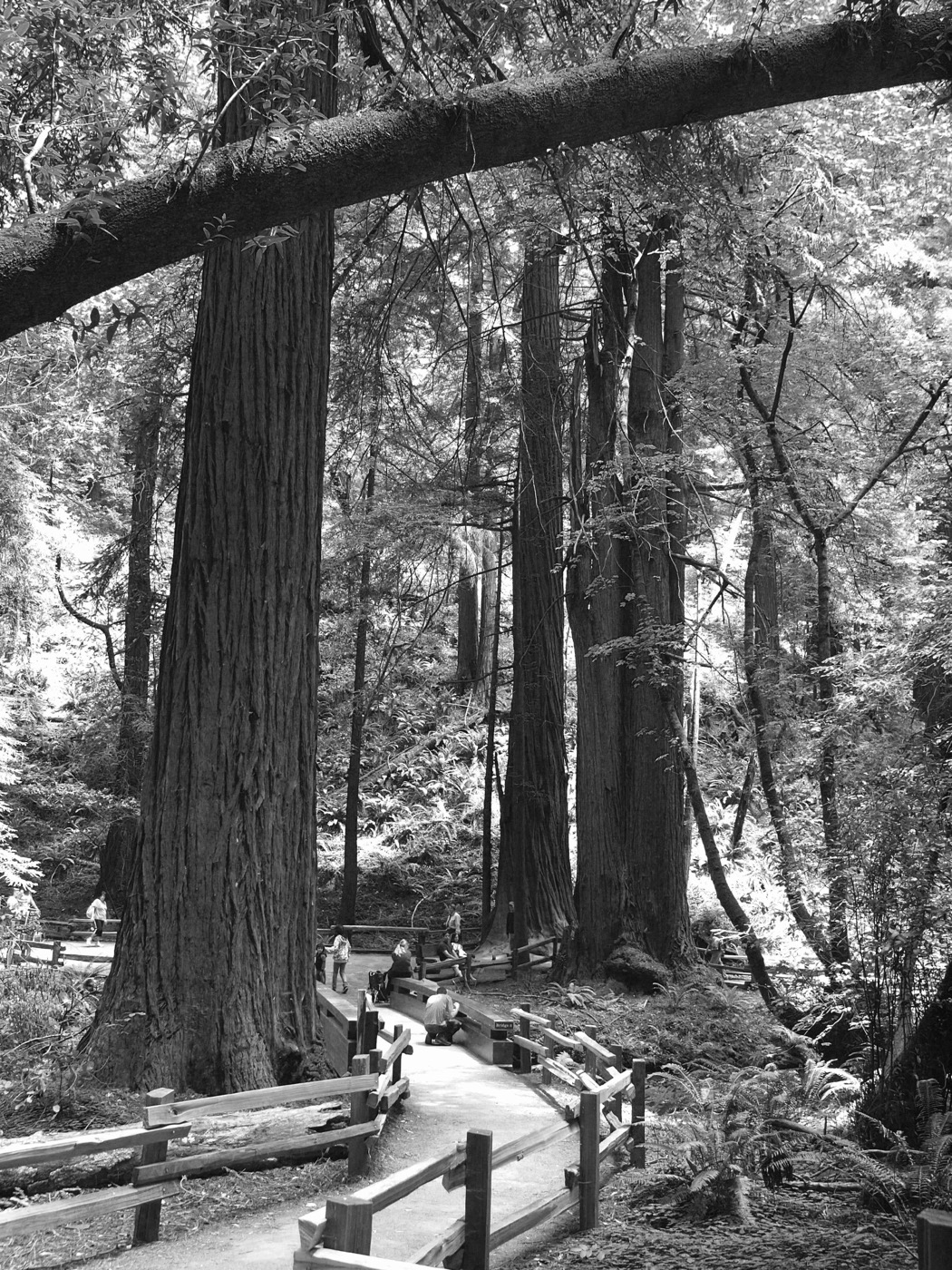 What to See at Muir Woods