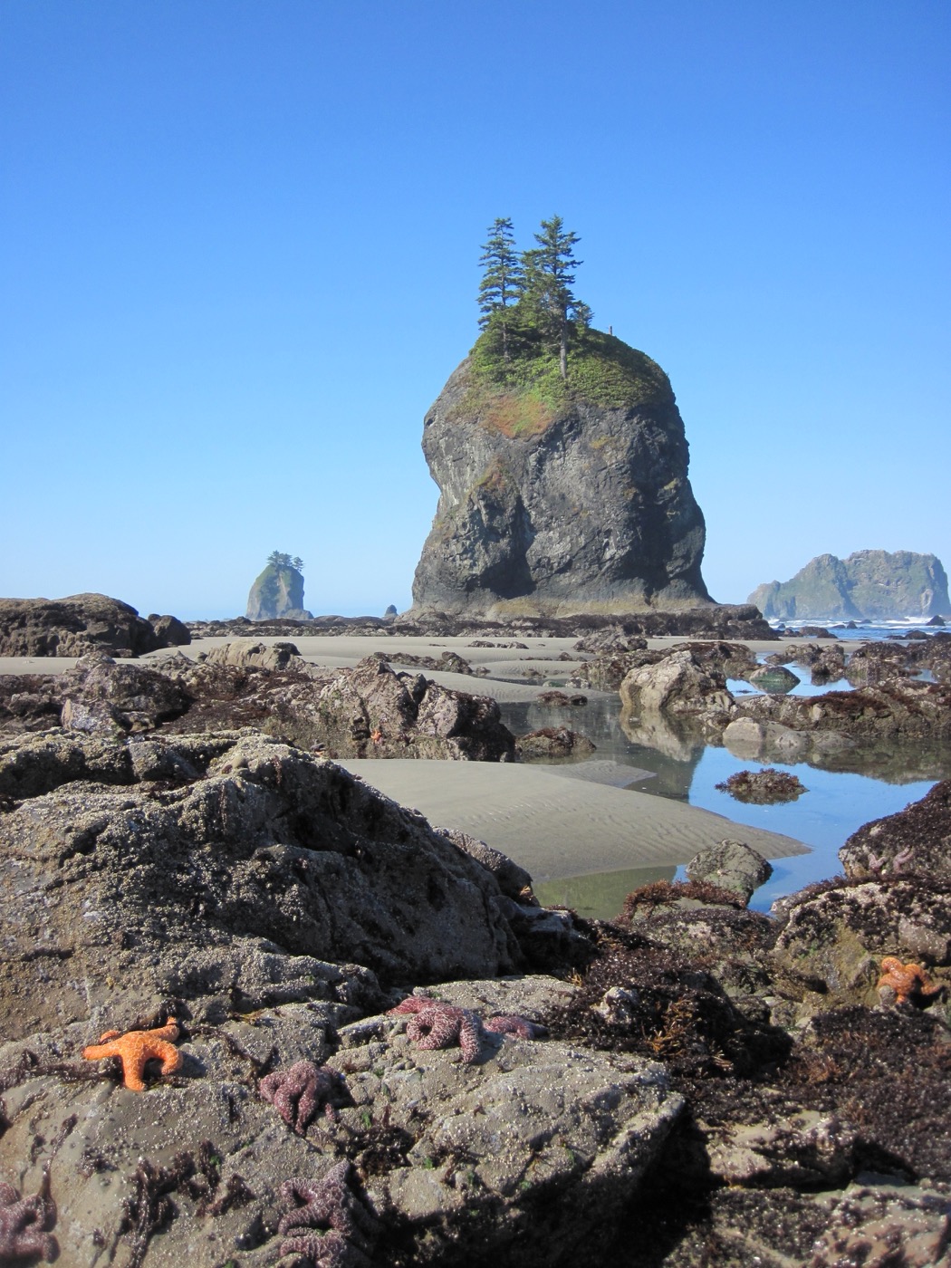 Olympic National Park for Non-Hikers