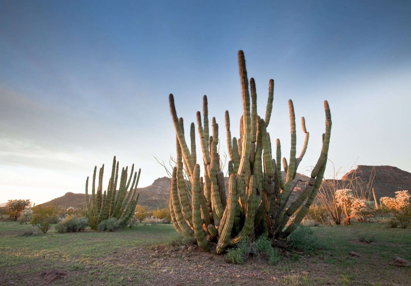 What to See at Organ Pipe Cactus National Monument