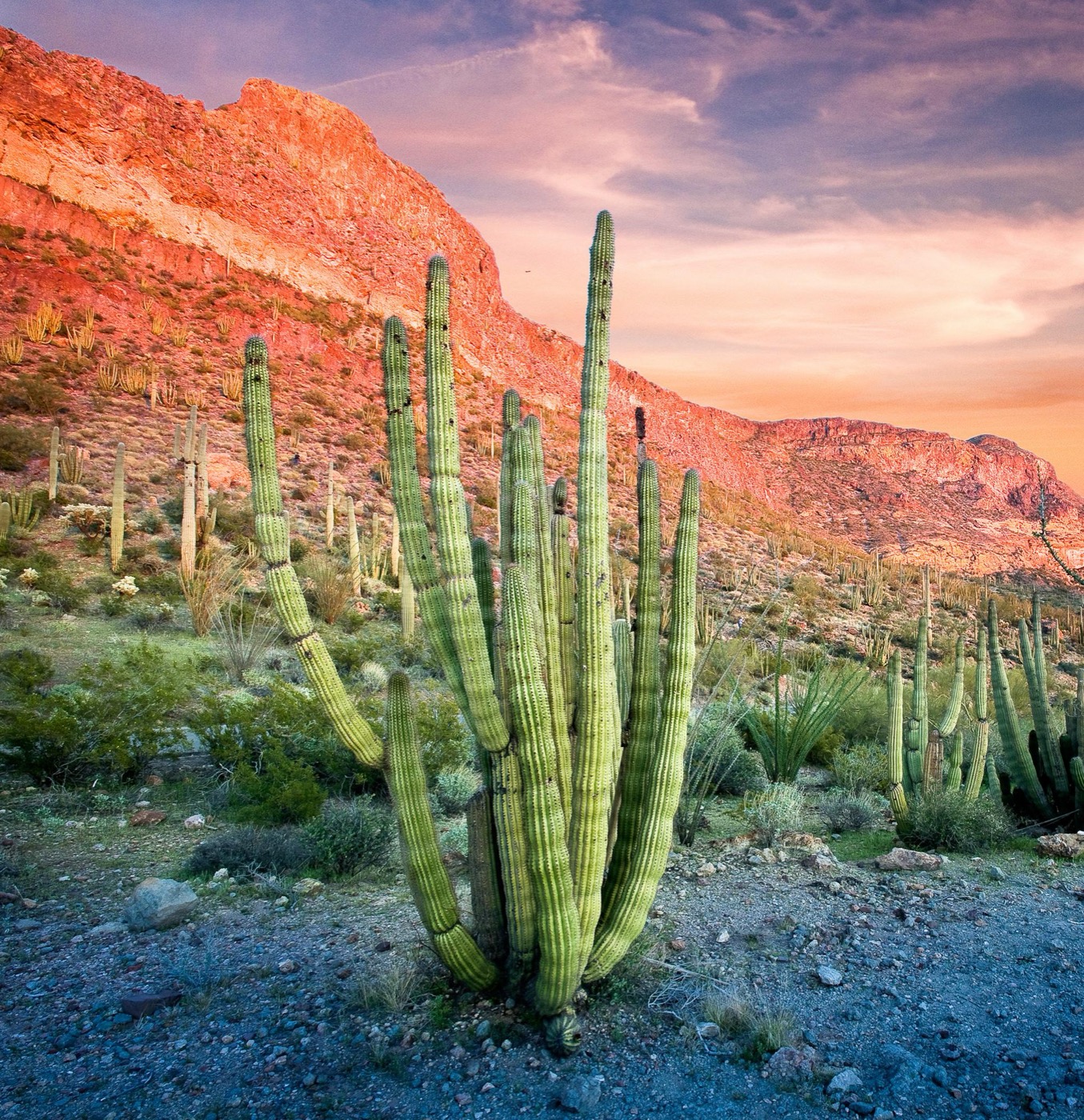 What to See at Organ Pipe Cactus