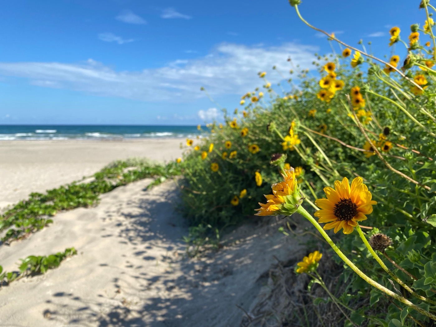 What to See at Padre Island National Seashore