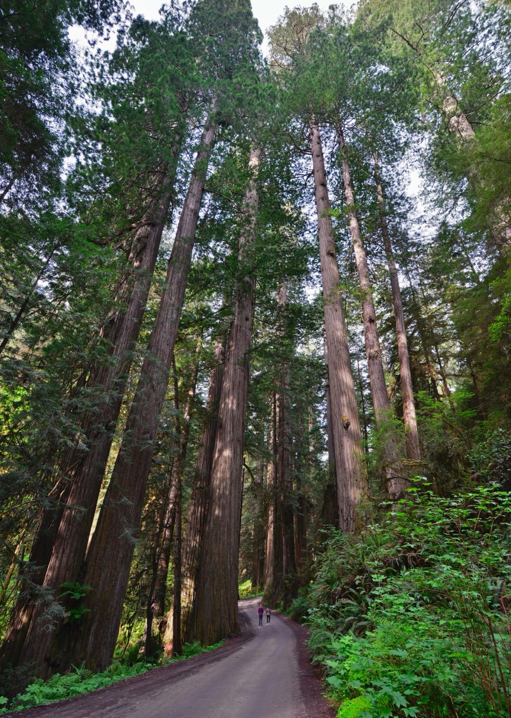 A First-Timer's Guide to Redwood National and State Parks