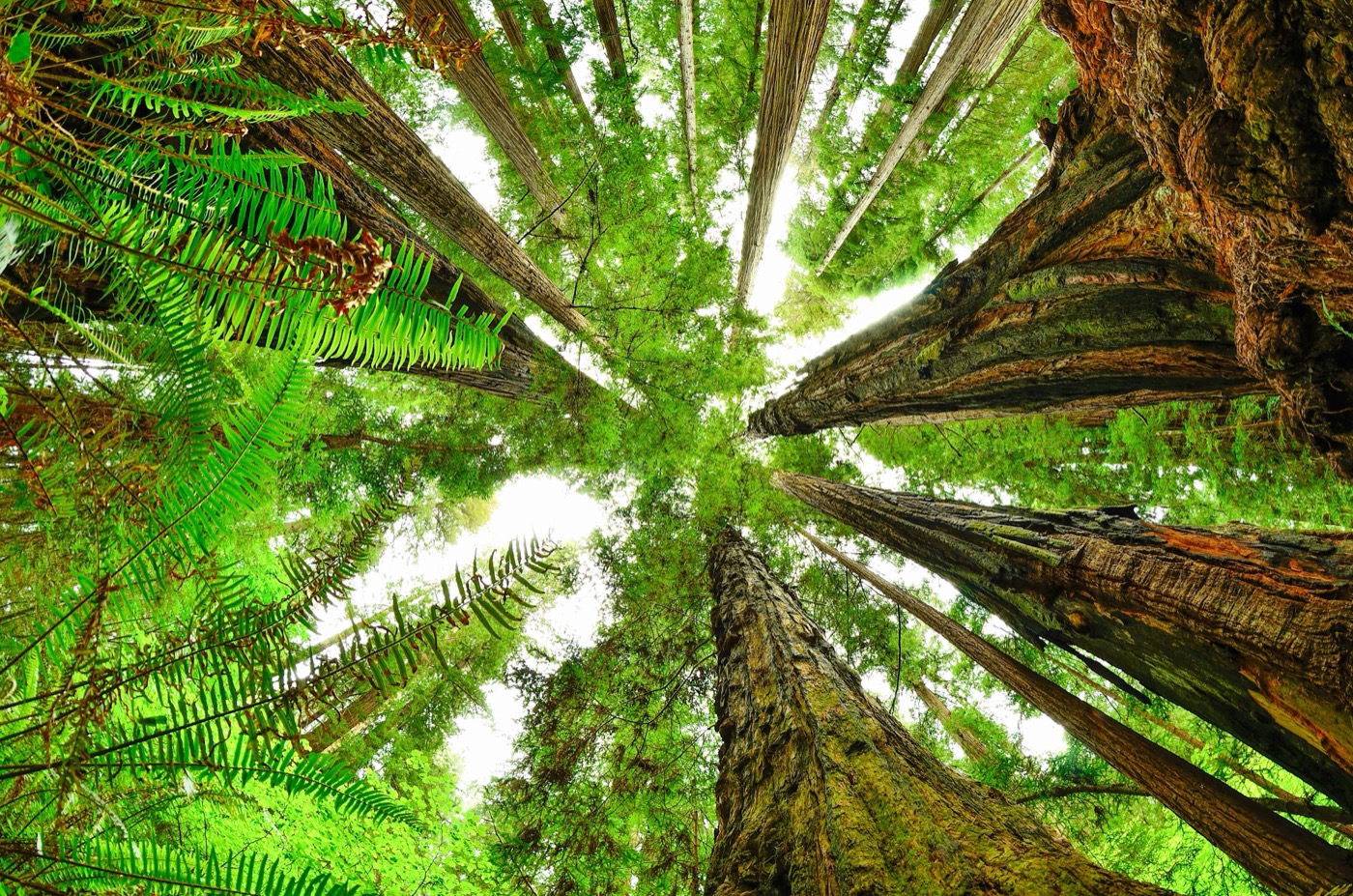 Is Redwood Dog-Friendly?