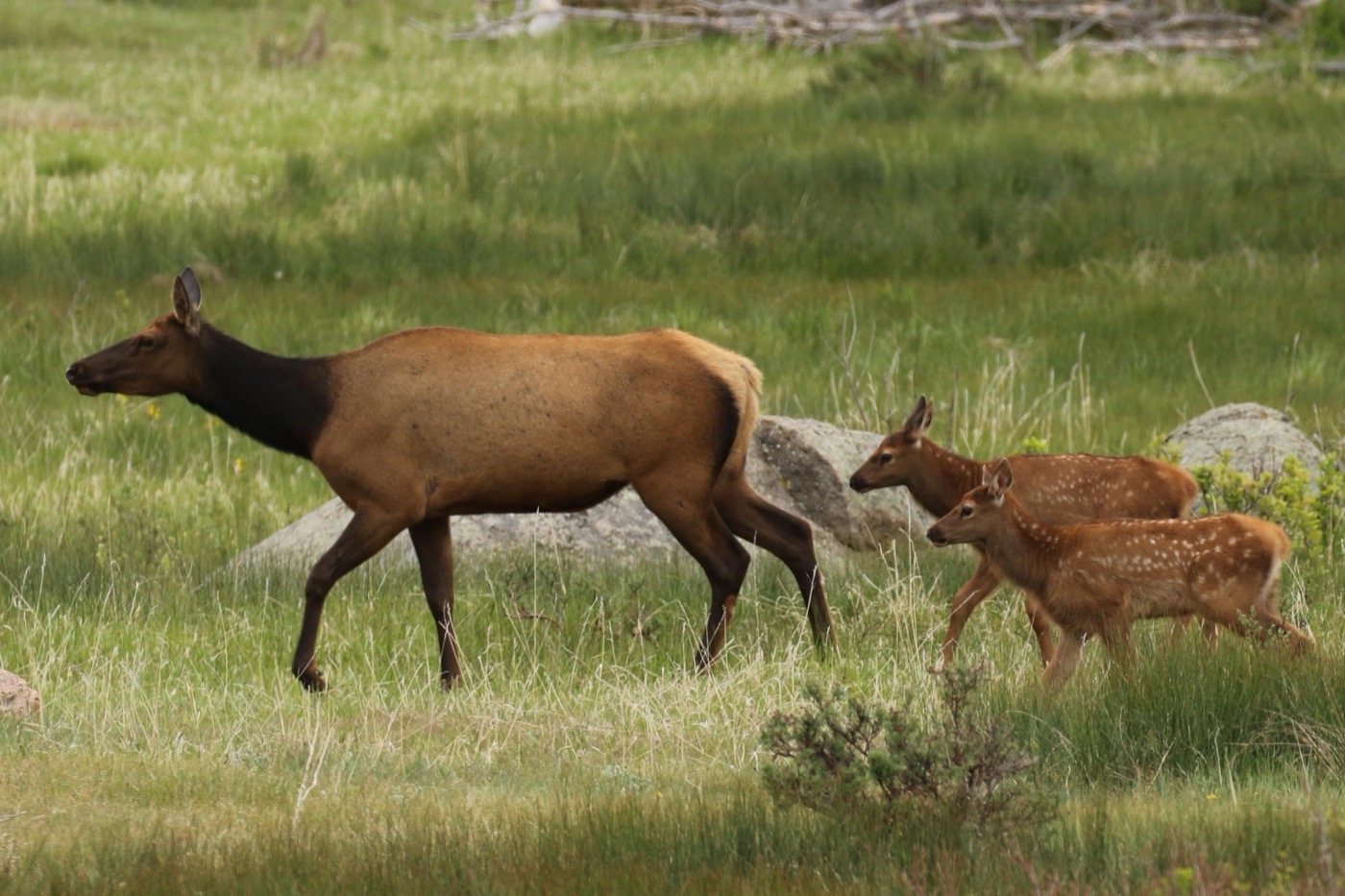 Is Rocky Mountain National Park Dog-Friendly?
