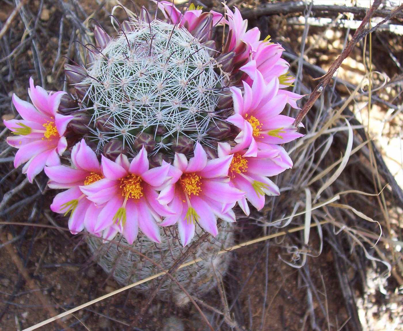 A First-Timer's Guide to Saguaro National Park