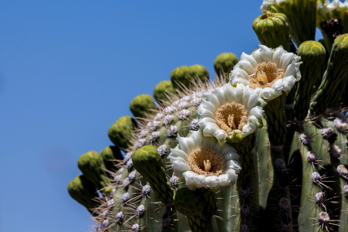 Is Saguaro Dog-Friendly?