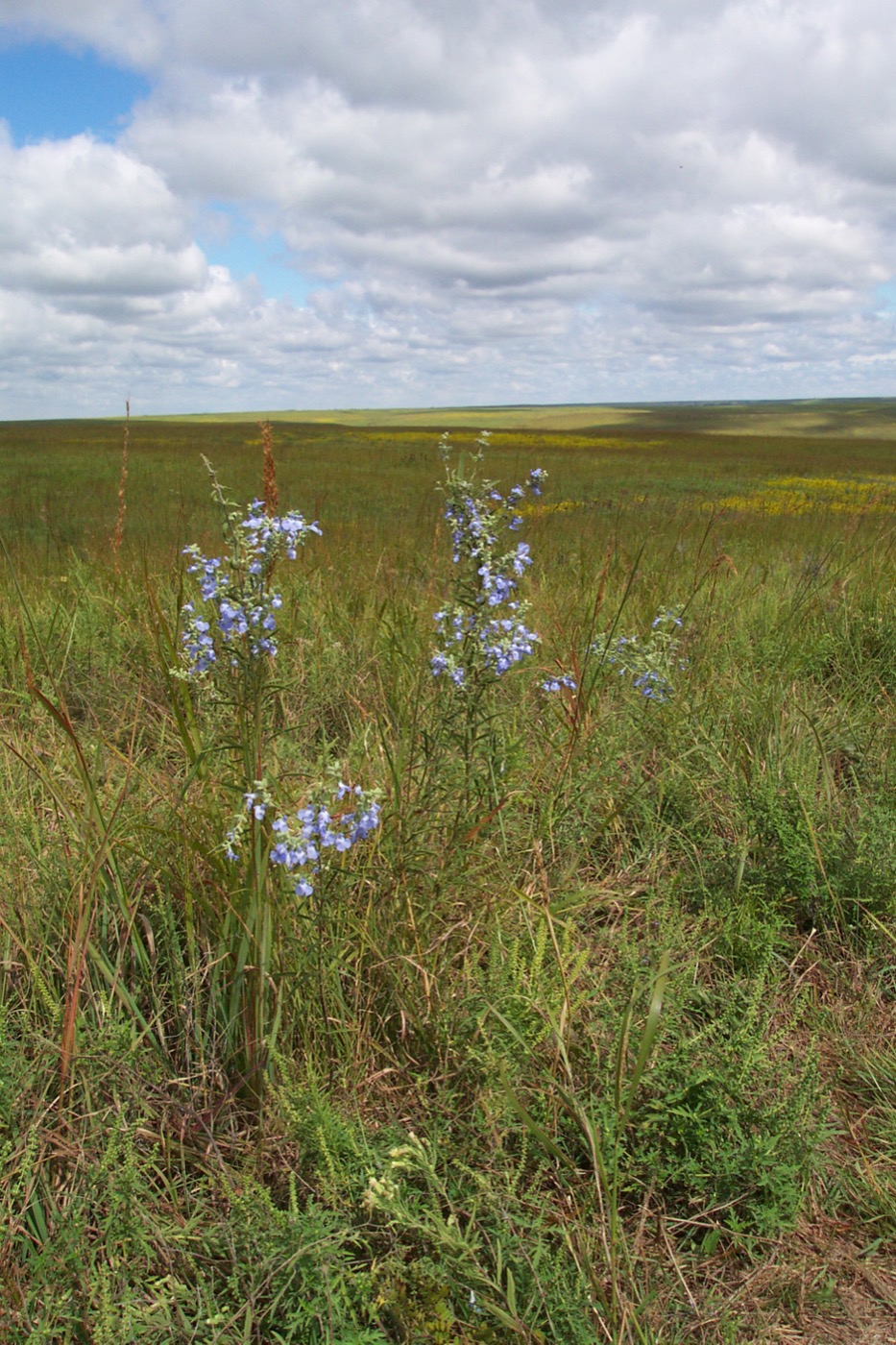 Is Tallgrass Prairie Worth Visiting?