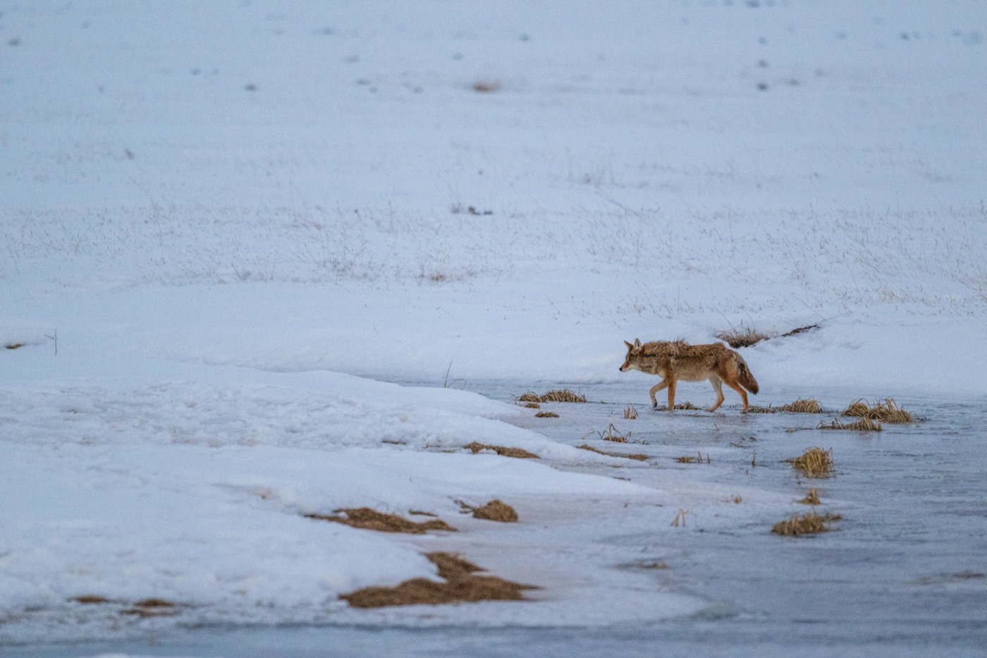 Is Valles Caldera Worth Visiting?